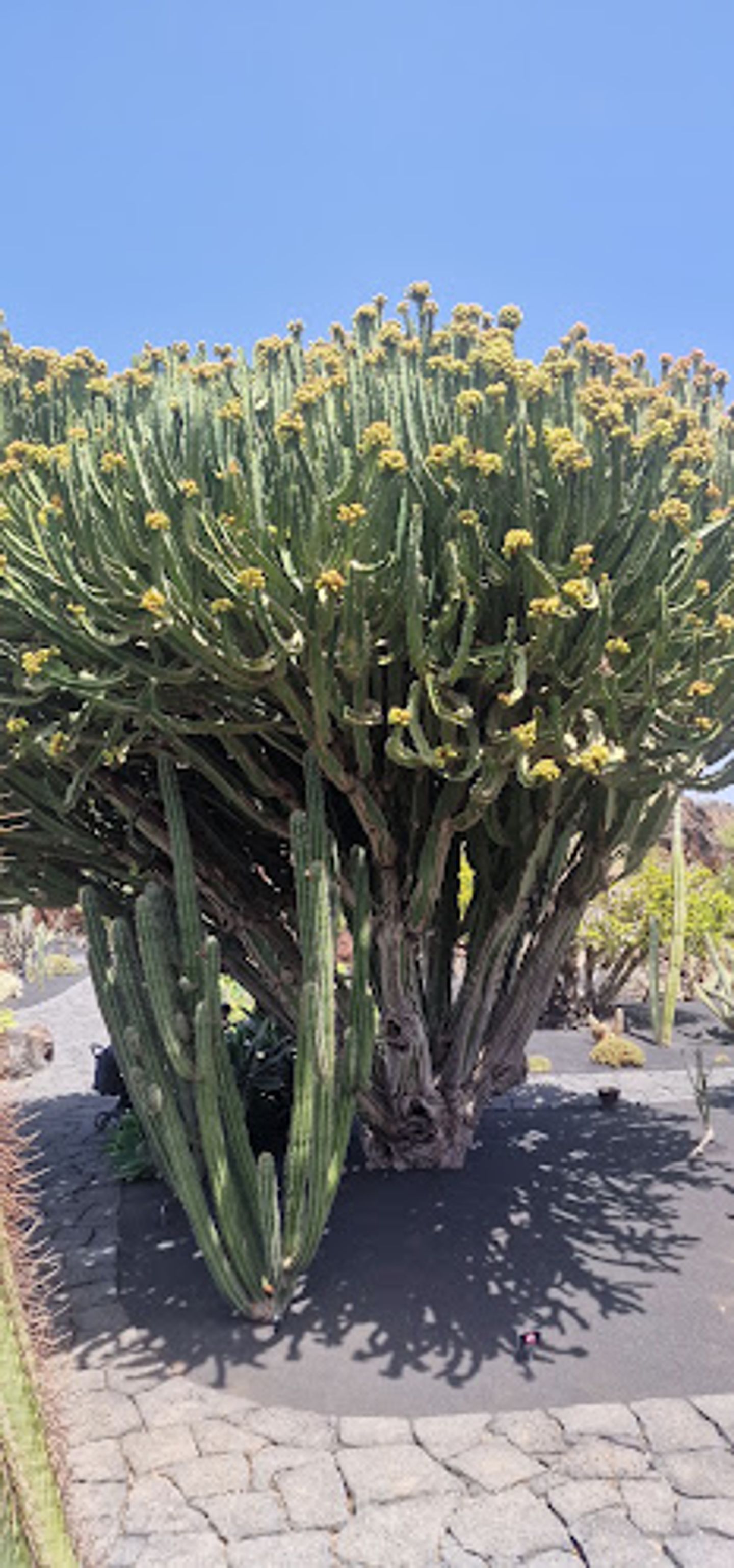 Lanzarote il giardino dei cactus - miei trekking