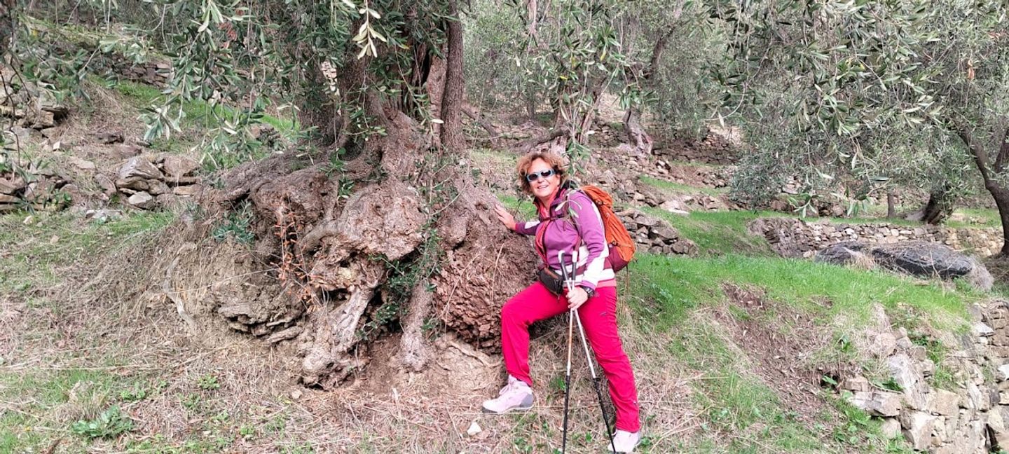 Moltedo vecchio ulivo